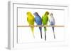 Parakeets-null-Framed Premium Photographic Print