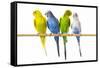 Parakeets-null-Framed Stretched Canvas