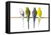 Parakeets-null-Framed Stretched Canvas