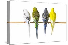 Parakeets-null-Stretched Canvas