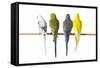 Parakeets-null-Framed Stretched Canvas