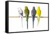 Parakeets-null-Framed Stretched Canvas