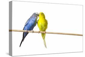 Parakeets-null-Stretched Canvas