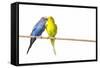 Parakeets-null-Framed Stretched Canvas