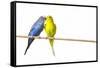 Parakeets-null-Framed Stretched Canvas