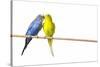 Parakeets-null-Stretched Canvas