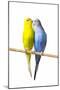 Parakeets-null-Mounted Photographic Print