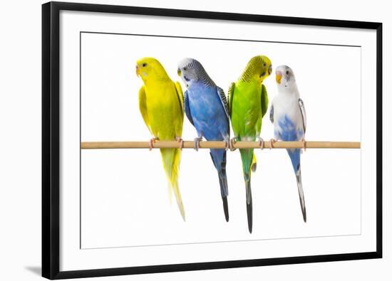 Parakeets-null-Framed Photographic Print