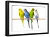 Parakeets-null-Framed Photographic Print