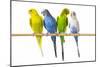 Parakeets-null-Mounted Photographic Print