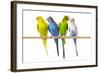 Parakeets-null-Framed Photographic Print