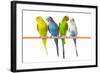 Parakeets-null-Framed Photographic Print