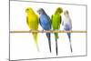 Parakeets-null-Mounted Photographic Print