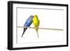 Parakeets-null-Framed Photographic Print