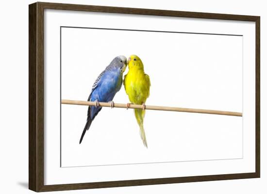 Parakeets-null-Framed Photographic Print