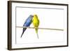 Parakeets-null-Framed Photographic Print