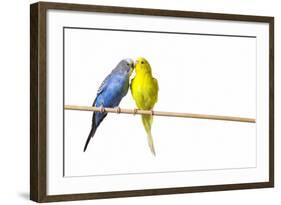 Parakeets-null-Framed Photographic Print