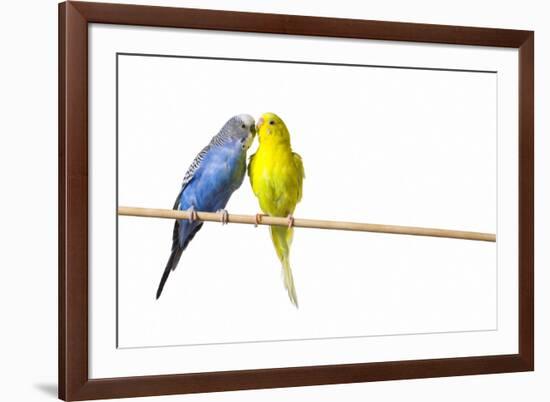 Parakeets-null-Framed Photographic Print