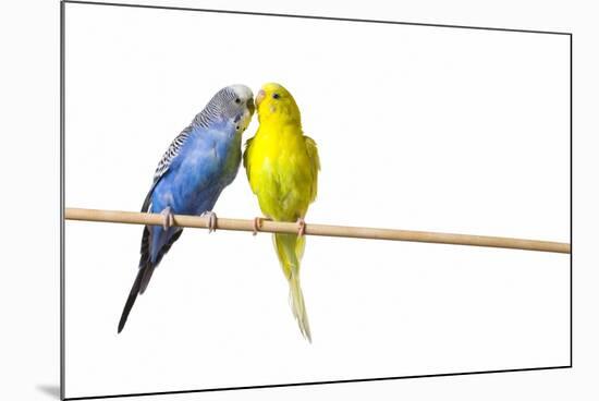 Parakeets-null-Mounted Photographic Print