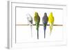 Parakeets-null-Framed Photographic Print