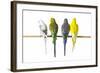 Parakeets-null-Framed Photographic Print