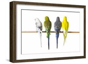 Parakeets-null-Framed Photographic Print