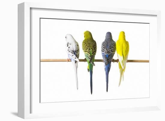 Parakeets-null-Framed Photographic Print