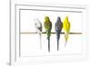 Parakeets-null-Framed Photographic Print