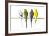 Parakeets-null-Framed Photographic Print