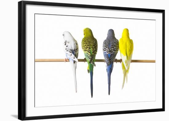 Parakeets-null-Framed Photographic Print