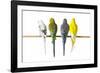 Parakeets-null-Framed Photographic Print