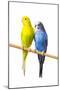 Parakeets-null-Mounted Photographic Print