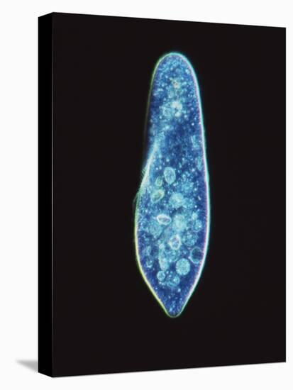 Paramecium Caudatum, Light Micrograph-Laguna Design-Stretched Canvas