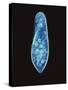 Paramecium Caudatum, Light Micrograph-Laguna Design-Stretched Canvas