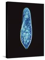 Paramecium Caudatum, Light Micrograph-Laguna Design-Stretched Canvas