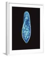 Paramecium Caudatum, Light Micrograph-Laguna Design-Framed Photographic Print