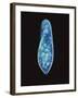 Paramecium Caudatum, Light Micrograph-Laguna Design-Framed Photographic Print