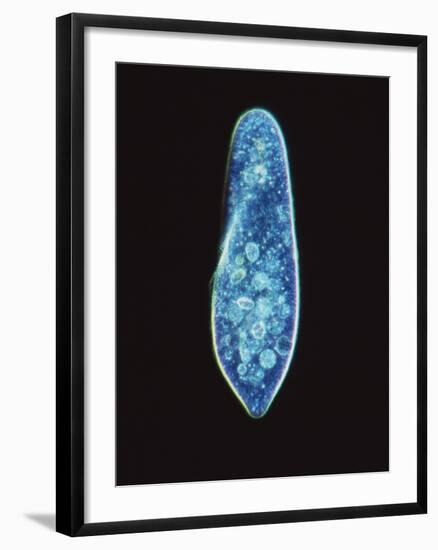 Paramecium Caudatum, Light Micrograph-Laguna Design-Framed Photographic Print