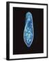 Paramecium Caudatum, Light Micrograph-Laguna Design-Framed Photographic Print