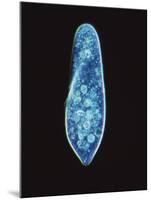 Paramecium Caudatum, Light Micrograph-Laguna Design-Mounted Photographic Print