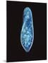 Paramecium Caudatum, Light Micrograph-Laguna Design-Mounted Photographic Print