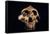 Paranthropus Boisei Skull-Javier Trueba-Framed Stretched Canvas