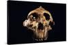 Paranthropus Boisei Skull-Javier Trueba-Stretched Canvas