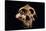Paranthropus Boisei Skull-Javier Trueba-Stretched Canvas