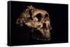 Paranthropus Boisei Skull-Javier Trueba-Framed Stretched Canvas