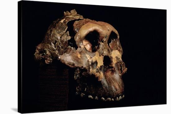 Paranthropus Boisei Skull-Javier Trueba-Stretched Canvas