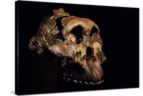 Paranthropus Boisei Skull-Javier Trueba-Stretched Canvas