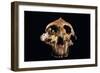 Paranthropus Boisei Skull-Javier Trueba-Framed Photographic Print