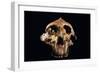 Paranthropus Boisei Skull-Javier Trueba-Framed Photographic Print