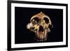 Paranthropus Boisei Skull-Javier Trueba-Framed Photographic Print